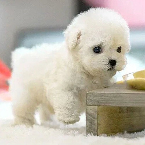 Realistic robot puppy - realistic,