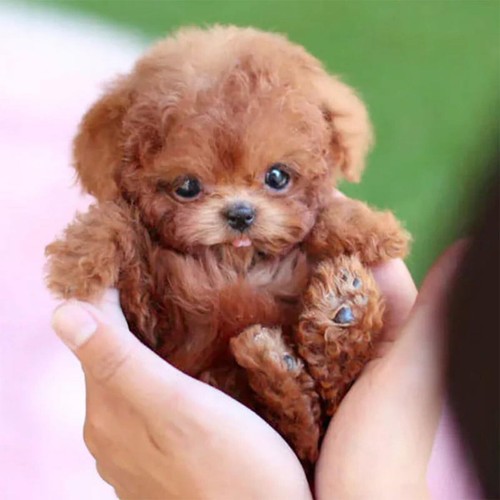Realistic robot puppy - robot,